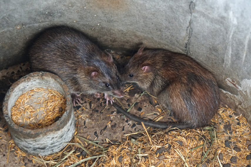 rats-were-raised-farm