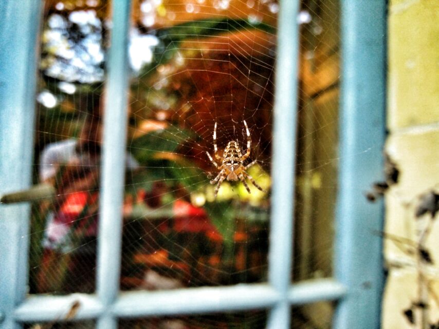 spider-web-on-house