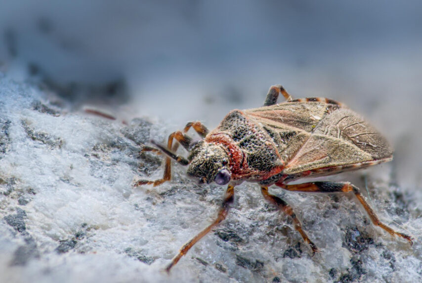 Bug in Winter
