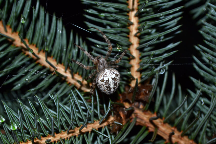 Bugs on Christmas Tree