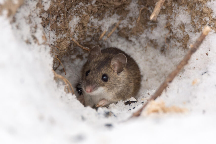 Wintering Mouse